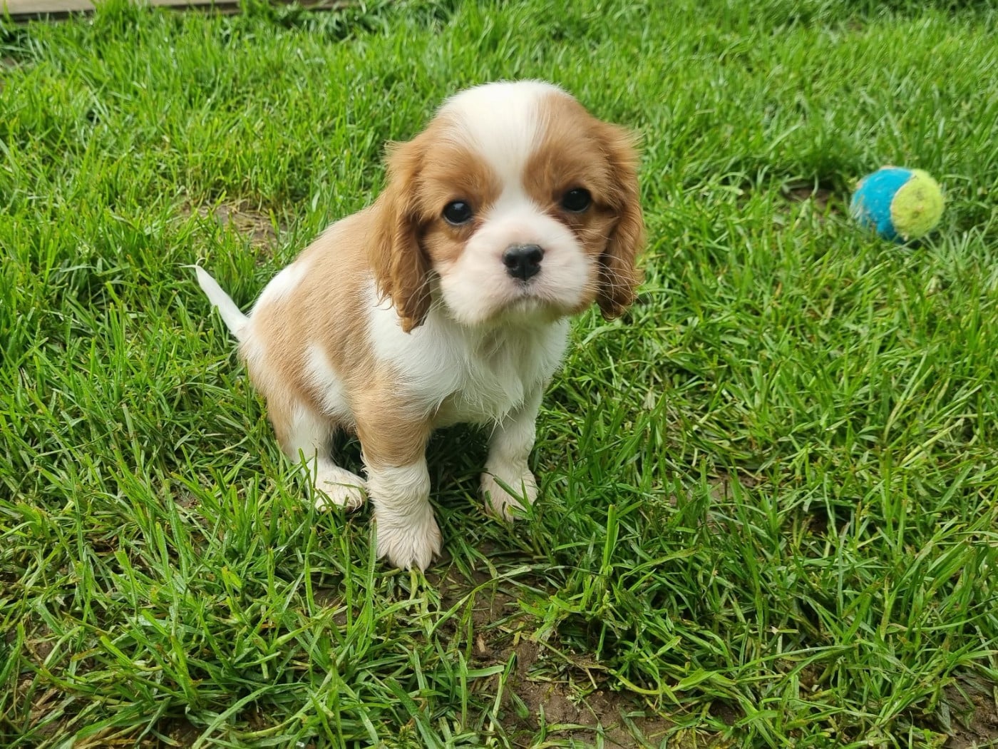 Cavalier King Charles Spaniel - Du Petit Brillouard