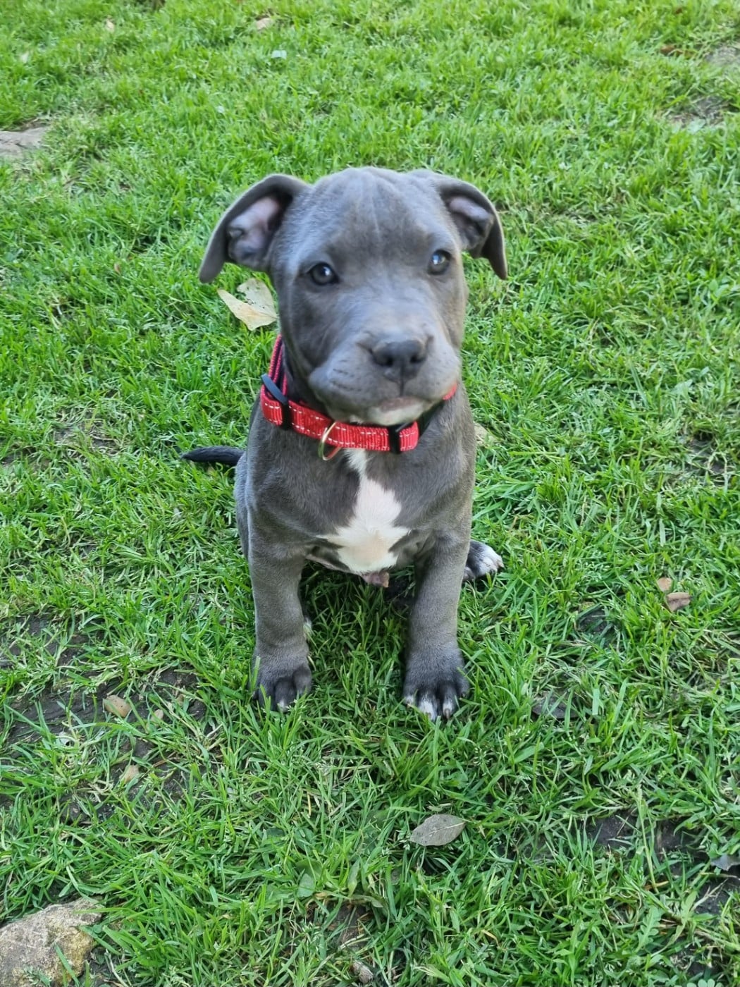 American Staffordshire Terrier - Du Petit Brillouard