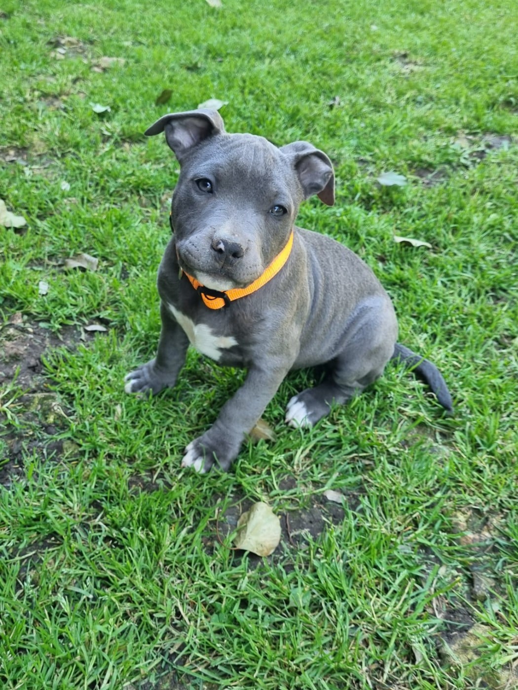 American Staffordshire Terrier - Du Petit Brillouard