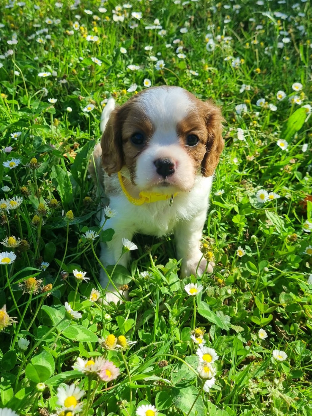 Cavalier King Charles Spaniel - Du Petit Brillouard