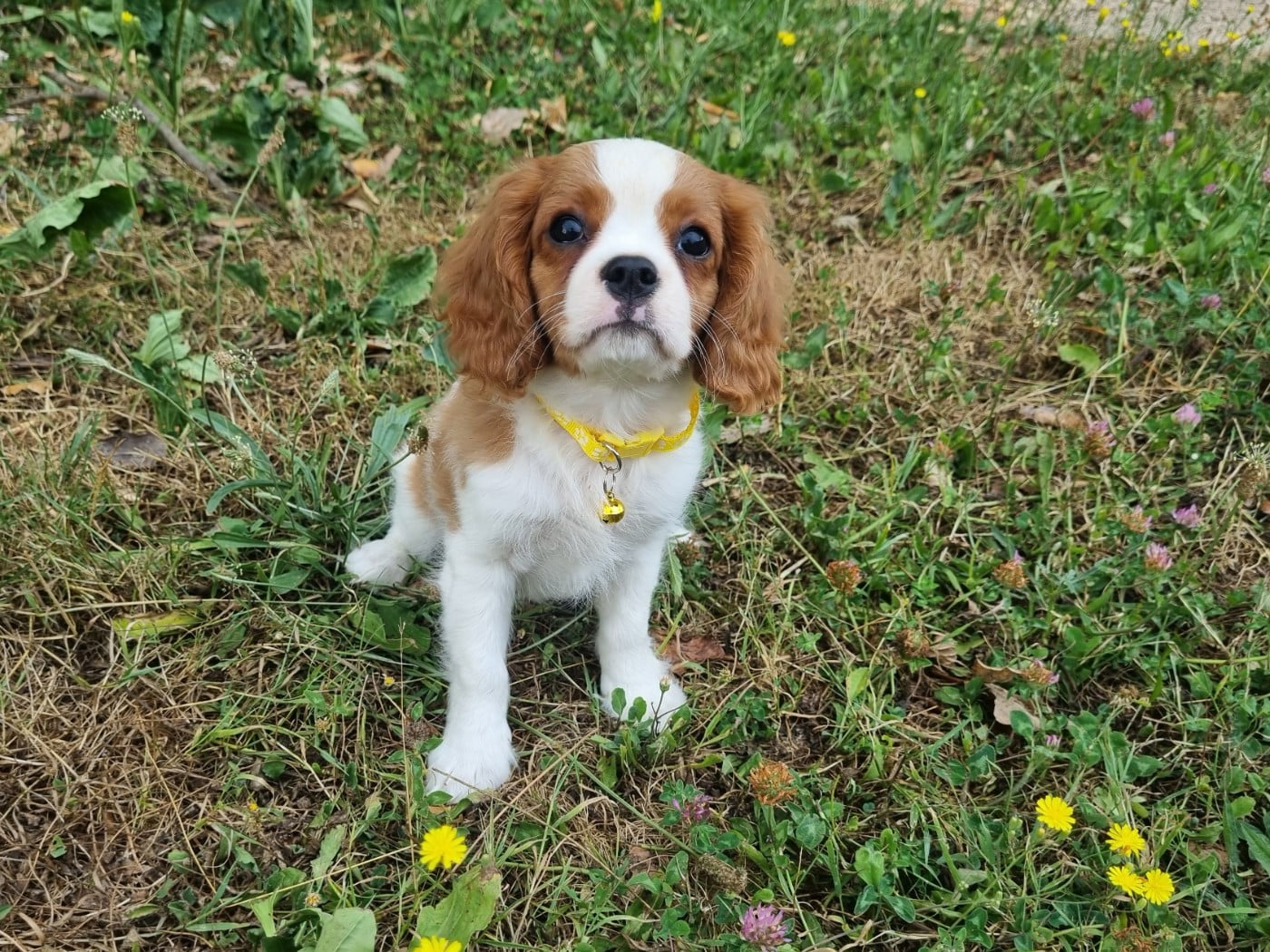 Cavalier King Charles Spaniel - Du Petit Brillouard