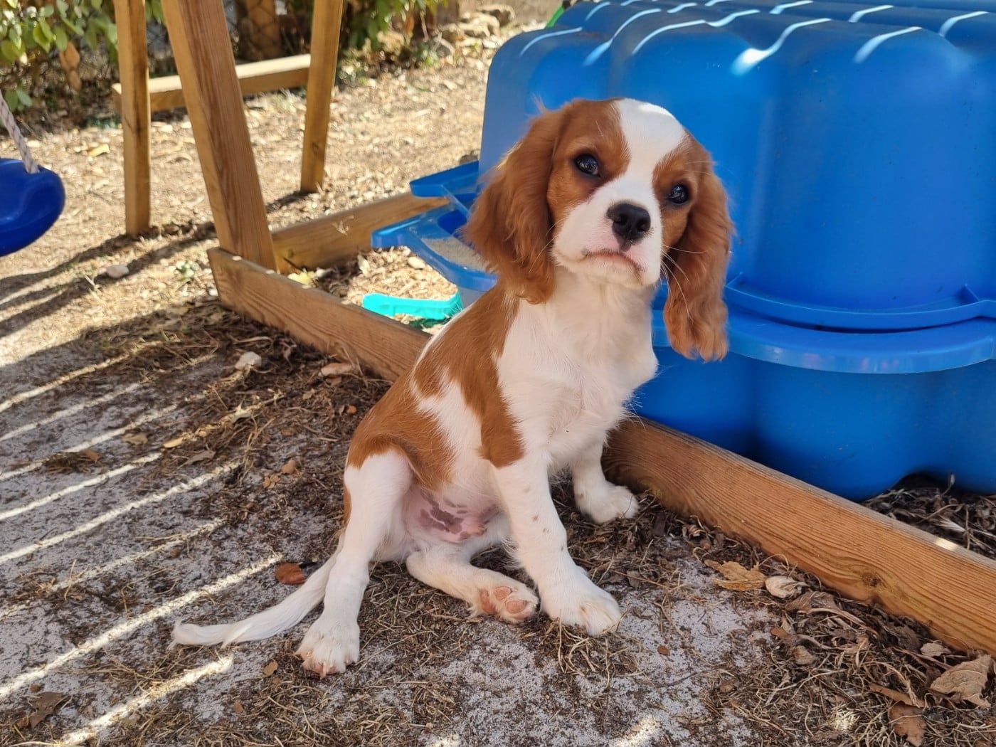 Cavalier King Charles Spaniel - Du Petit Brillouard