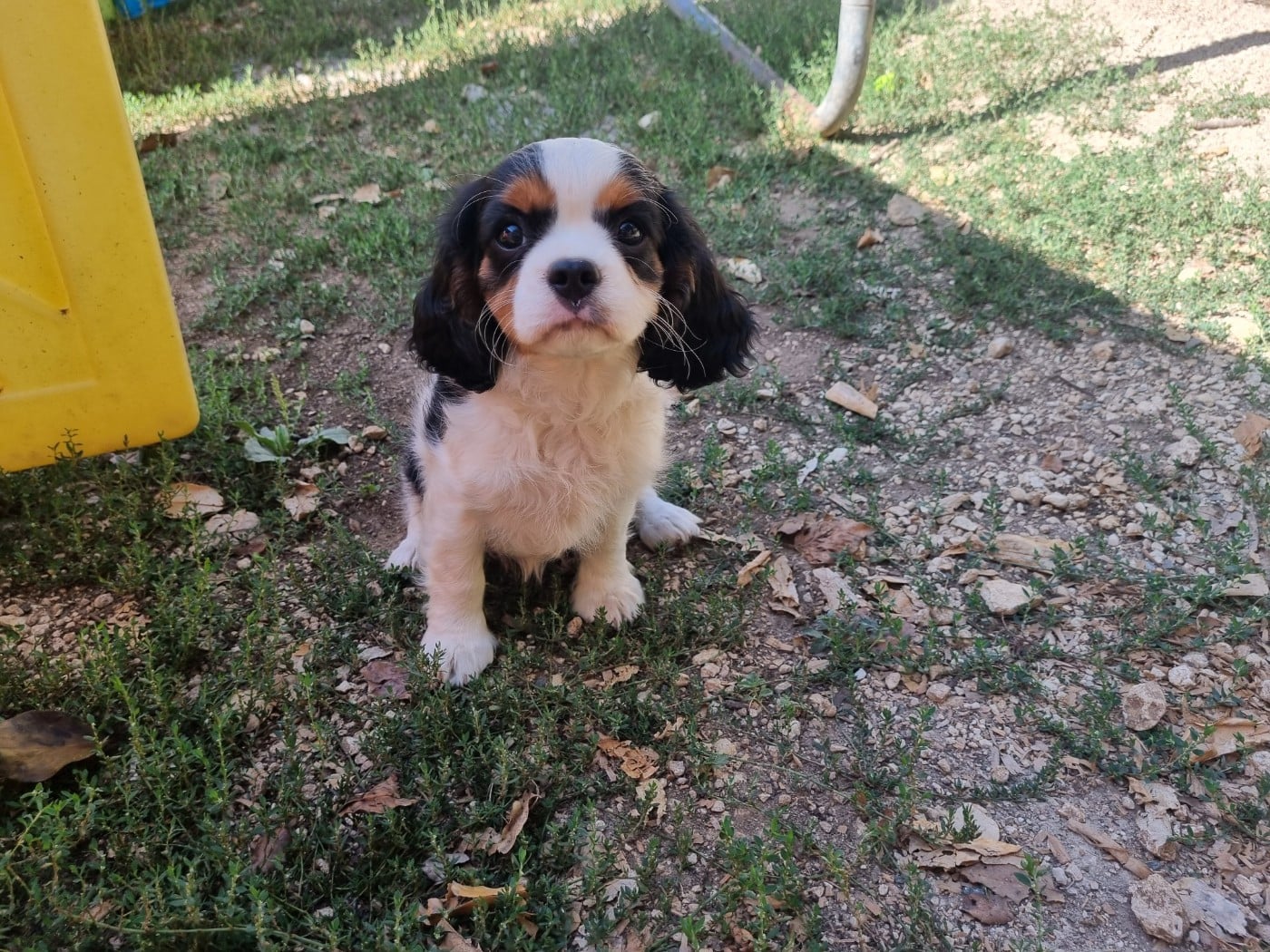Cavalier King Charles Spaniel - Du Petit Brillouard