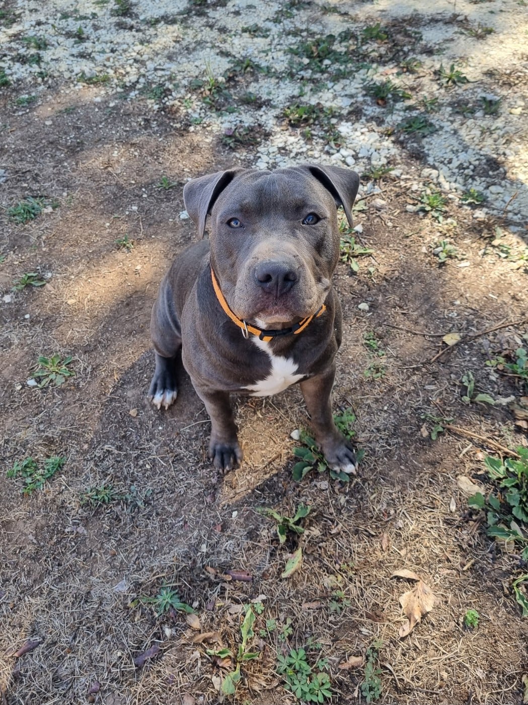 American Staffordshire Terrier - Du Petit Brillouard