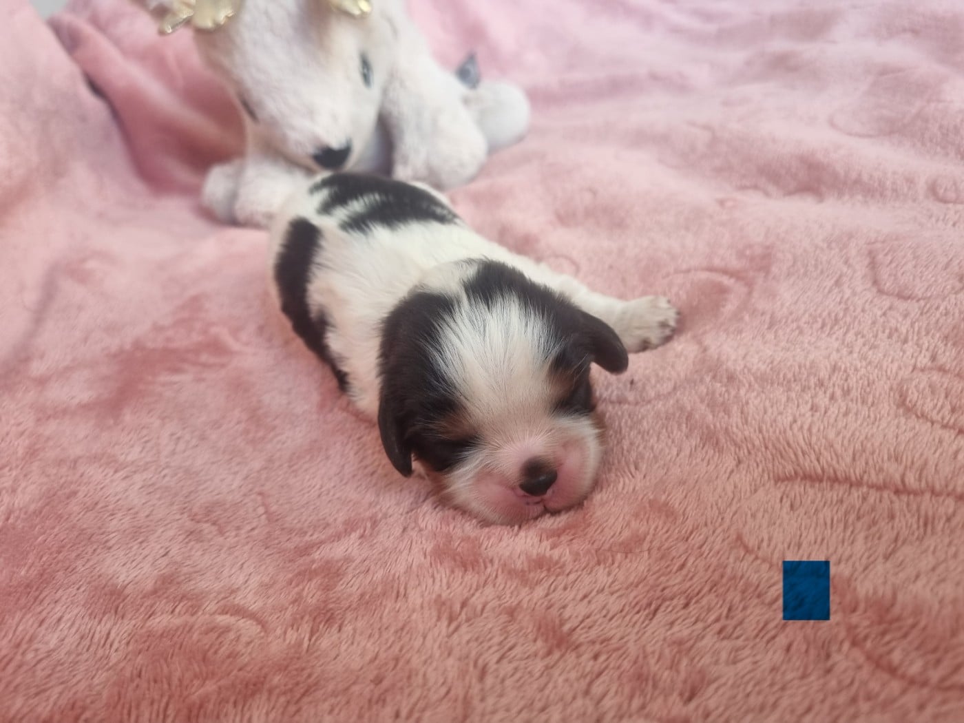 Cavalier King Charles Spaniel - Du Petit Brillouard
