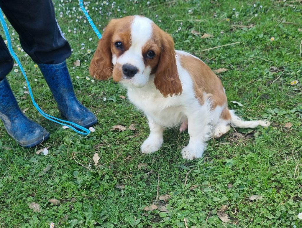 VIGO Du Petit Brillouard