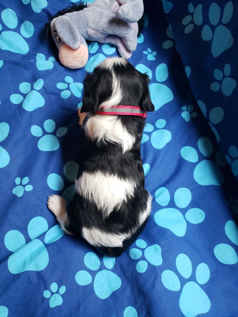 TENNESSEE Du Petit Brillouard