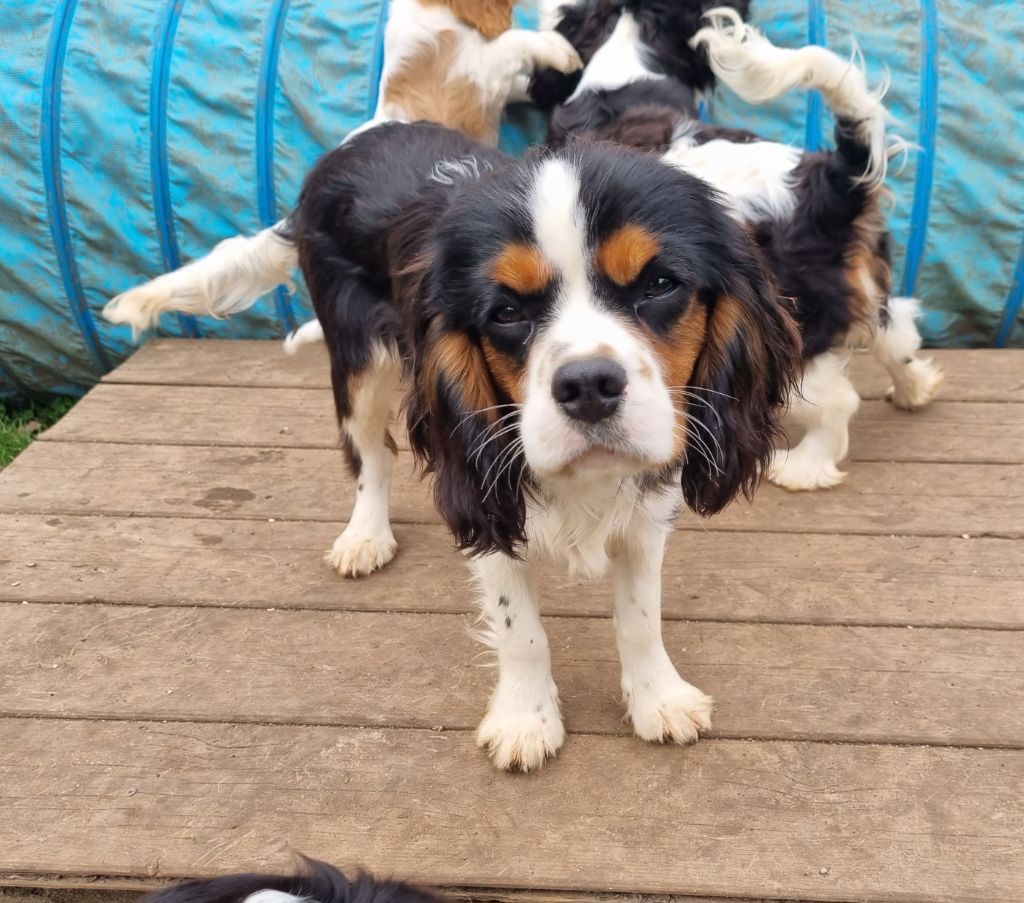 TAZ Du Petit Brillouard