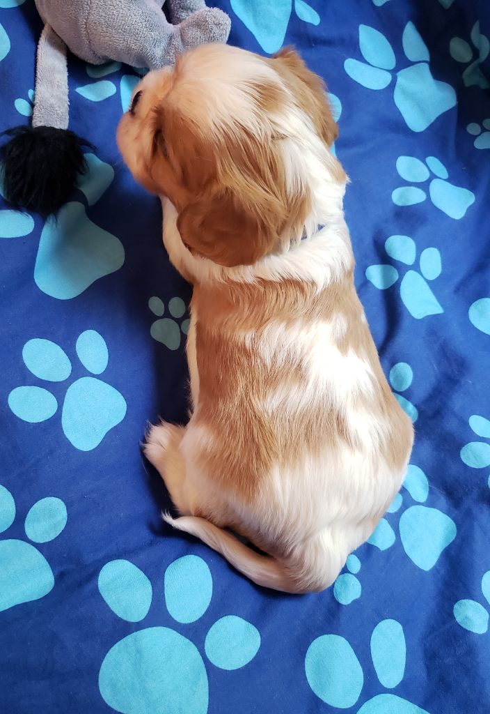 Timon Du Petit Brillouard