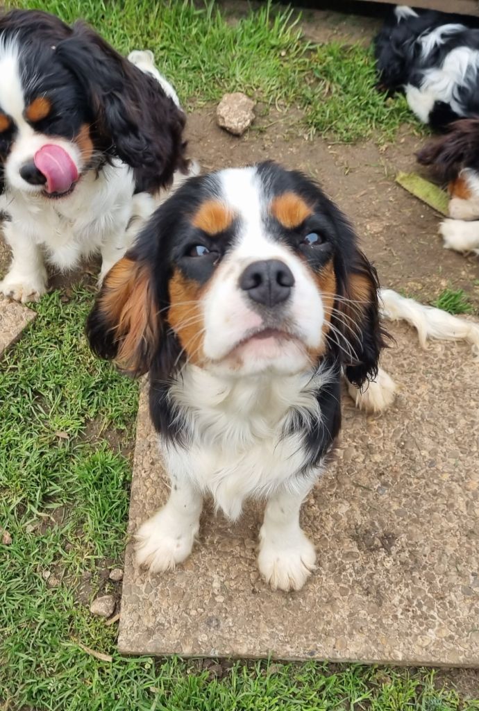 TAZ Du Petit Brillouard