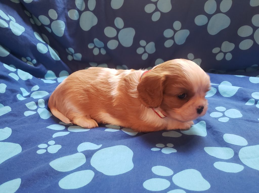 T... Du Petit Brillouard