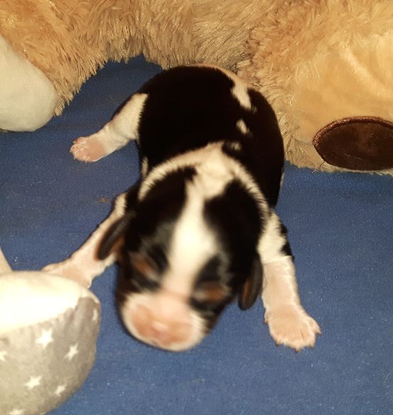 Chiot Cavalier King Charles Spaniel Mâle Collier Orange