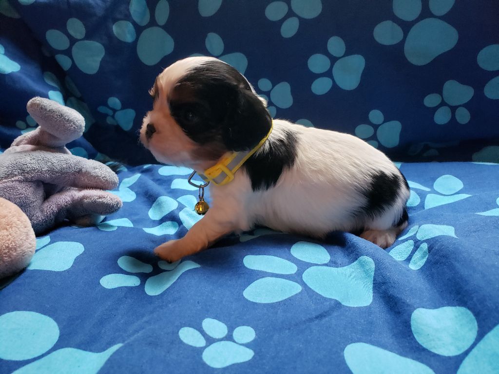 THEMIS Du Petit Brillouard