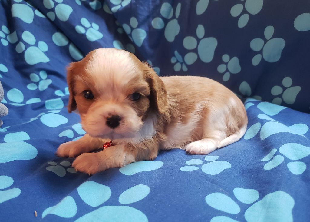 T... Du Petit Brillouard