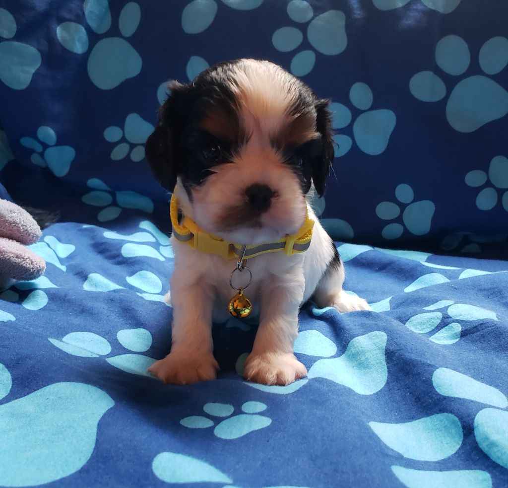 THEMIS Du Petit Brillouard