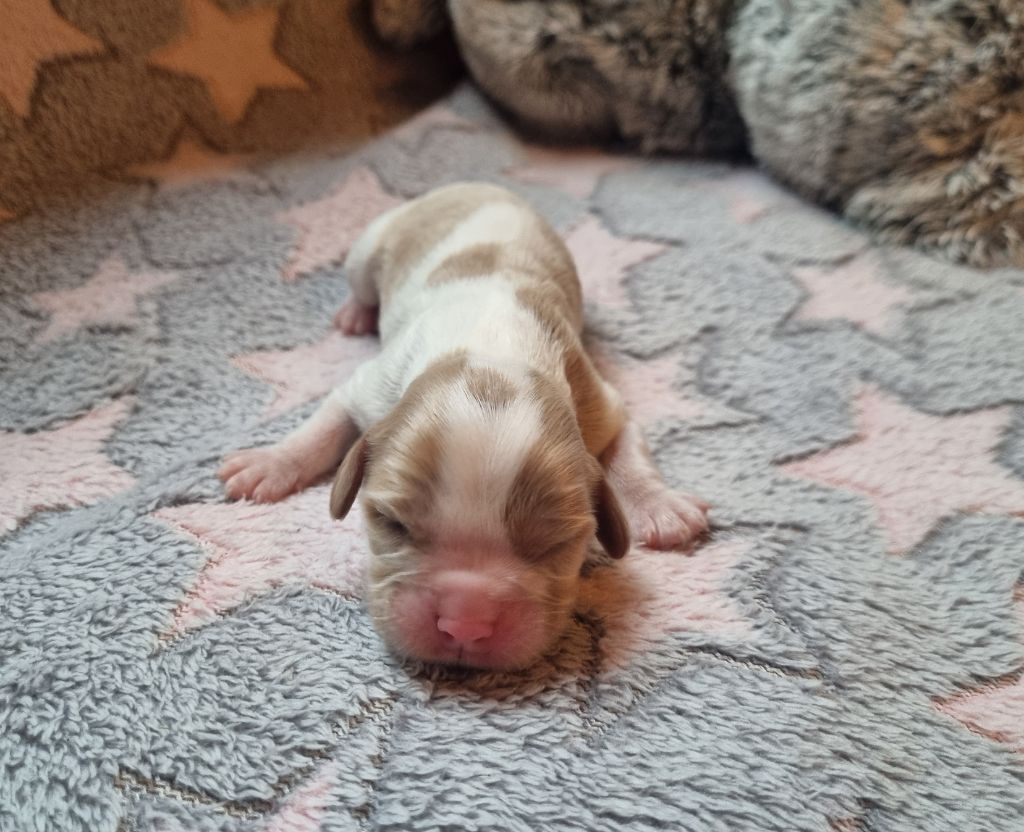 Vanille Du Petit Brillouard