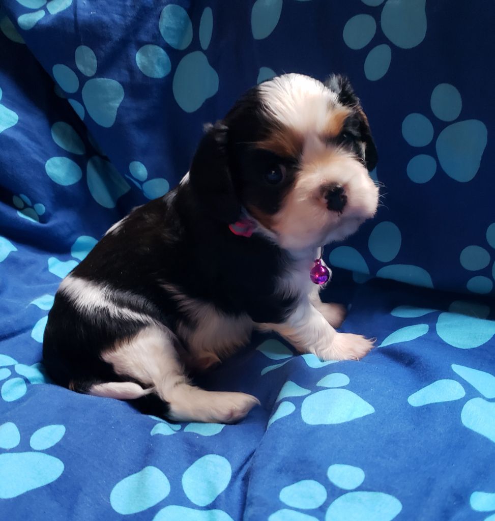 TENNESSEE Du Petit Brillouard