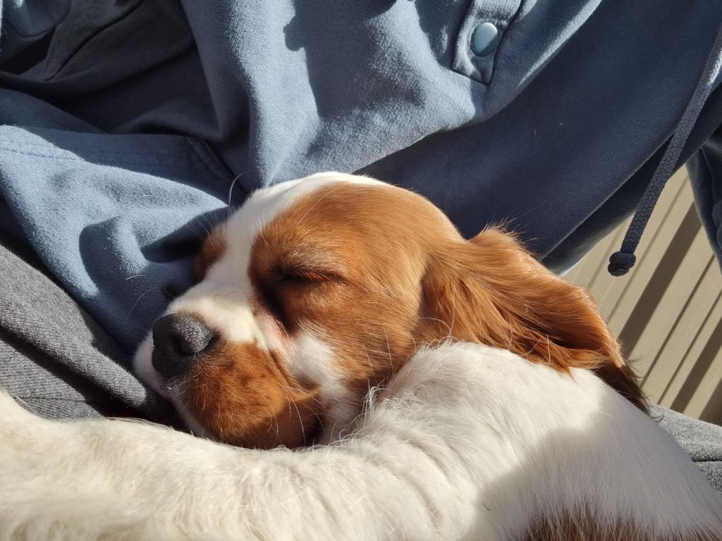 VIGO Du Petit Brillouard