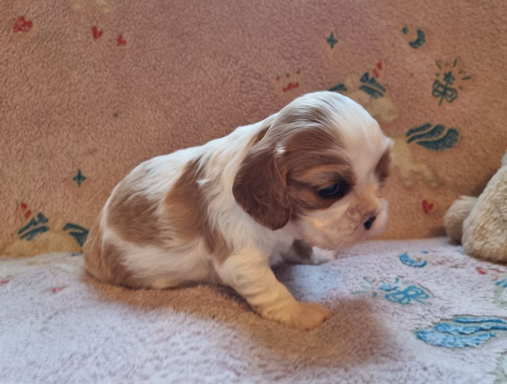 V... Du Petit Brillouard