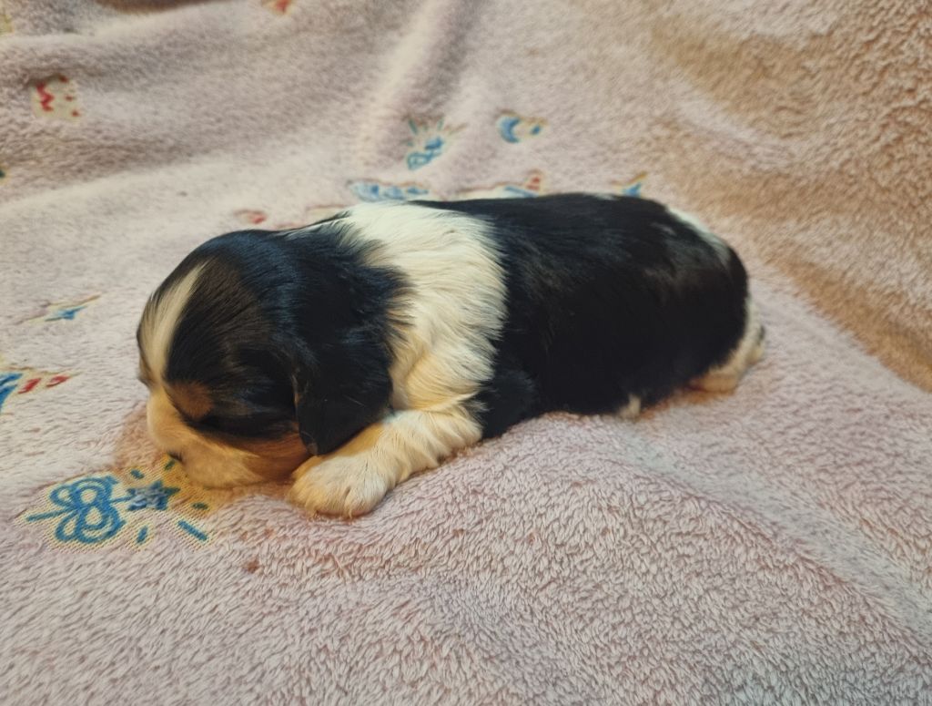 VIJAYA Du Petit Brillouard