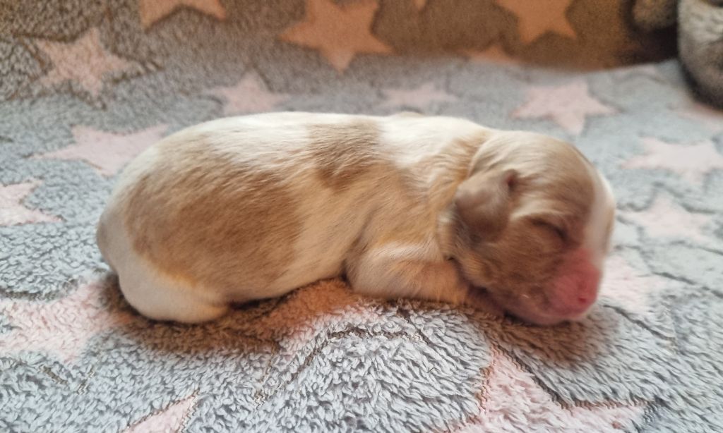 Vanille Du Petit Brillouard