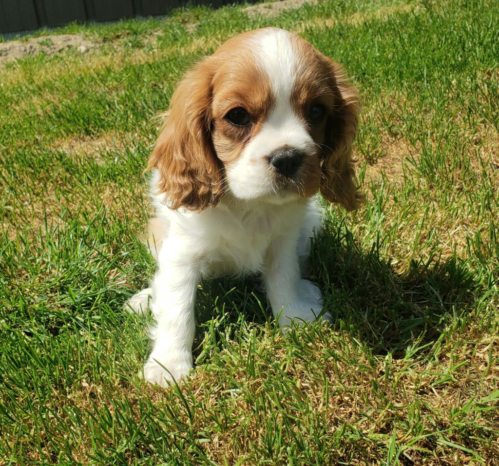 TINA Du Petit Brillouard