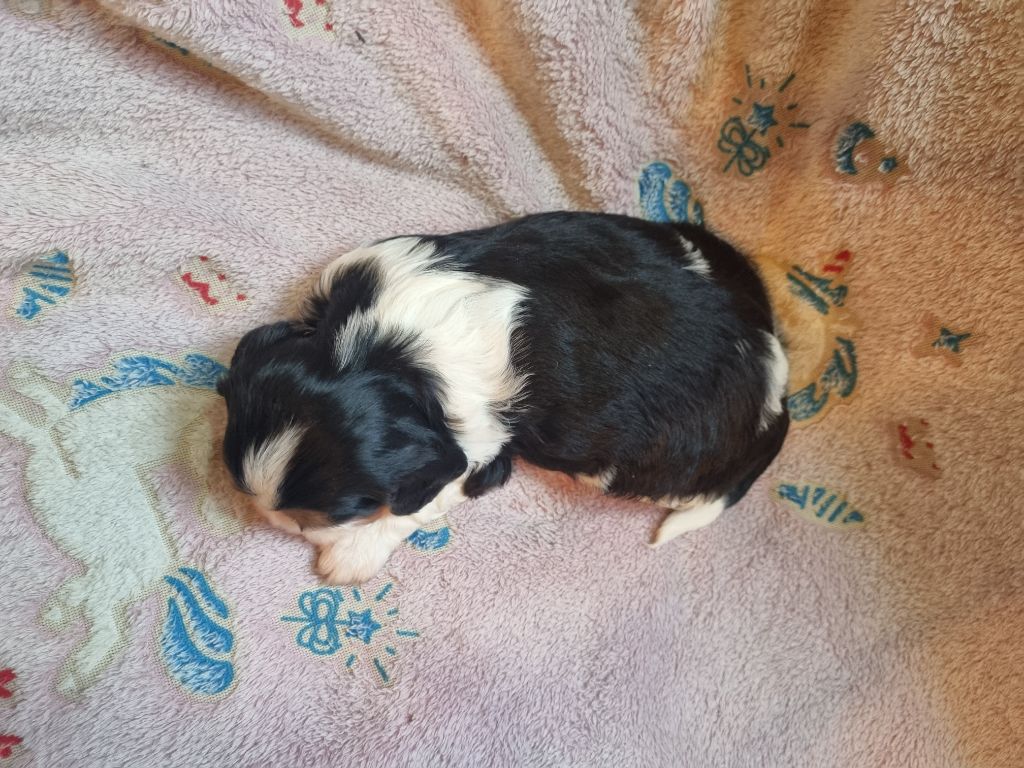 VIJAYA Du Petit Brillouard