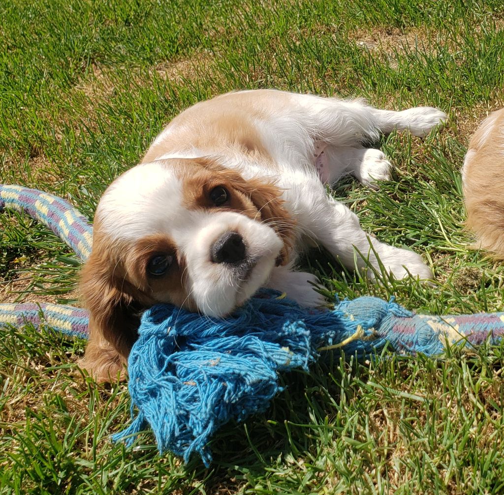 Timon Du Petit Brillouard