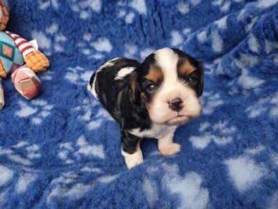 Les chiots de Cavalier King Charles Spaniel