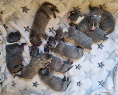 Les chiots de American Staffordshire Terrier