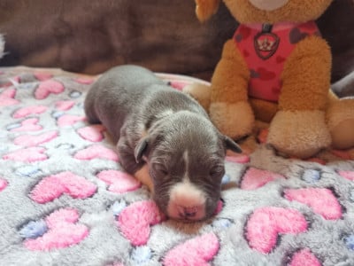 Les chiots de American Staffordshire Terrier