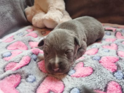 Les chiots de American Staffordshire Terrier