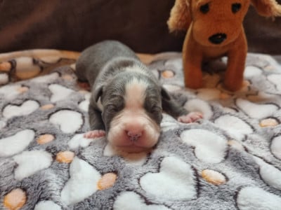 Les chiots de American Staffordshire Terrier