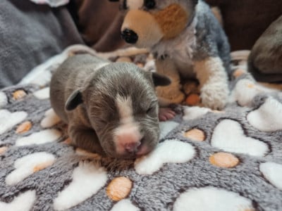 Les chiots de American Staffordshire Terrier