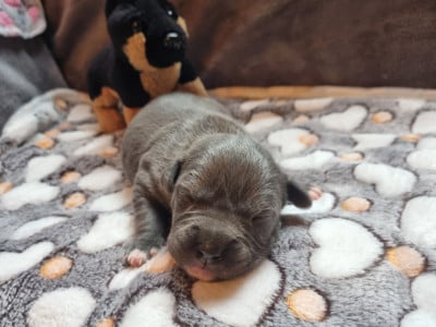 Les chiots de American Staffordshire Terrier