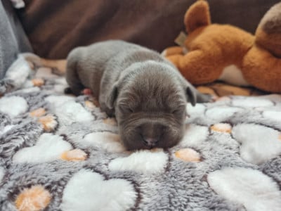 Les chiots de American Staffordshire Terrier