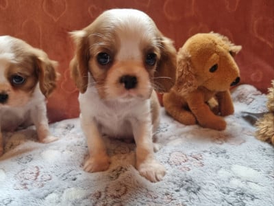 Les chiots de Cavalier King Charles Spaniel