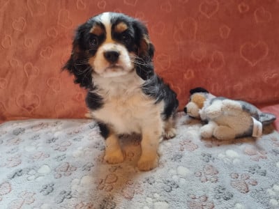 Les chiots de Cavalier King Charles Spaniel
