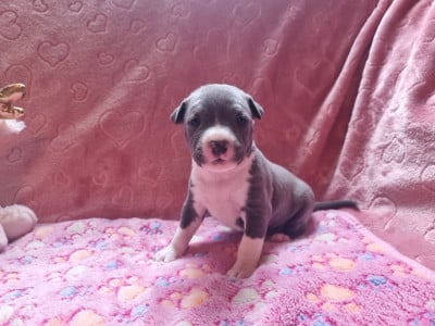 Les chiots de American Staffordshire Terrier