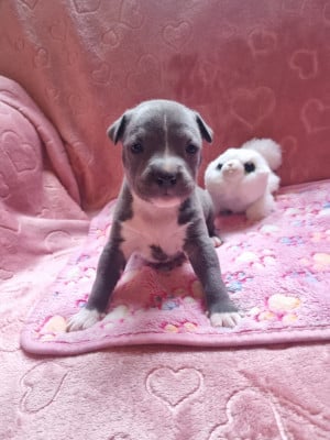 Les chiots de American Staffordshire Terrier