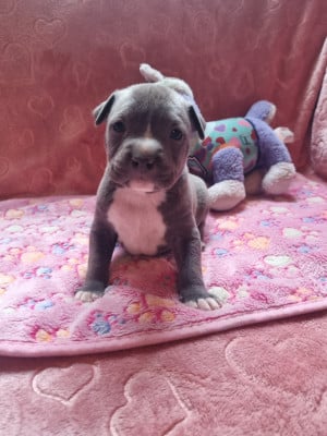 Les chiots de American Staffordshire Terrier