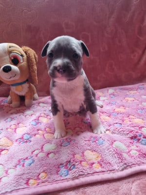 Les chiots de American Staffordshire Terrier