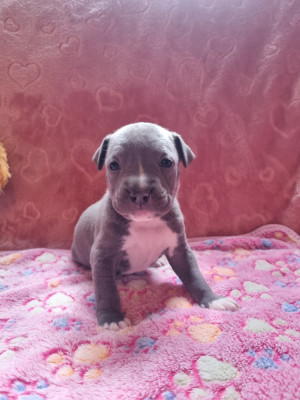 Les chiots de American Staffordshire Terrier