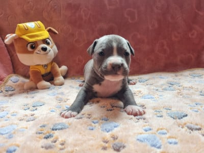 Les chiots de American Staffordshire Terrier
