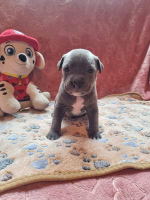 Les chiots de American Staffordshire Terrier