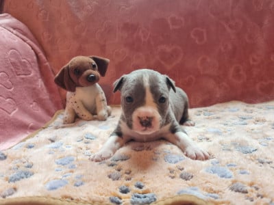Les chiots de American Staffordshire Terrier
