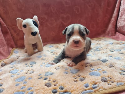 Les chiots de American Staffordshire Terrier