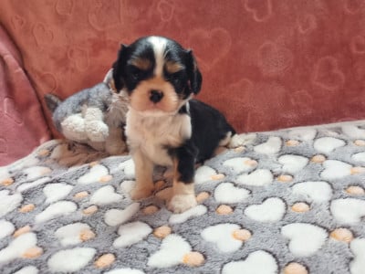 Les chiots de Cavalier King Charles Spaniel