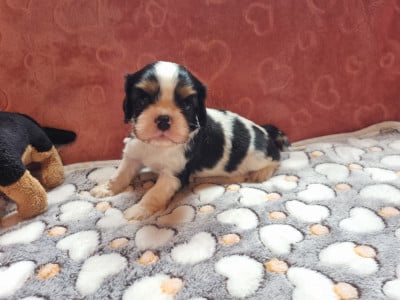 Les chiots de Cavalier King Charles Spaniel