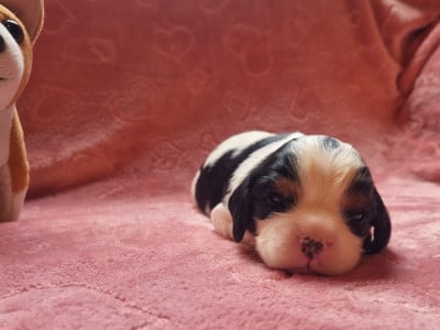 B... Du Petit Brillouard - Cavalier King Charles Spaniel